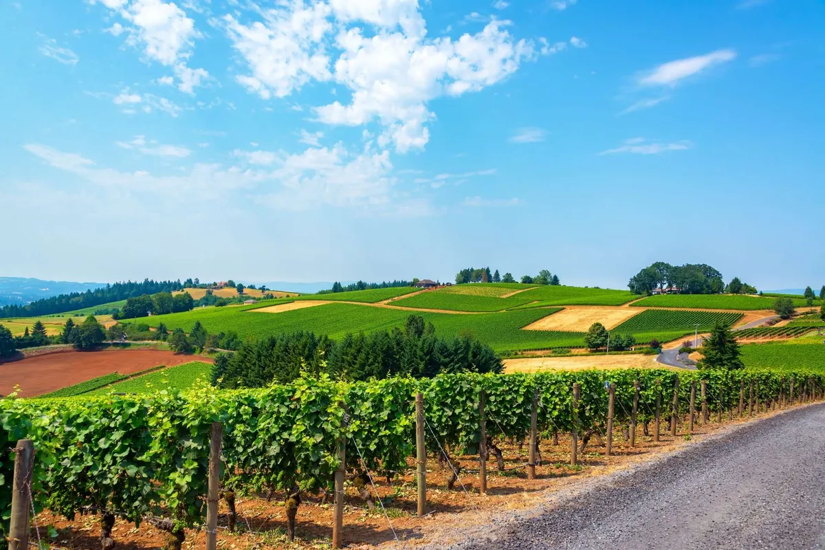 This image captures a scenic view of rolling vineyards beneath a blue sky, representing the bucolic wine country landscape surrounding McMinnville. It conveys a sense of place and connects directly to the local wine-tasting experiences highlighted in the section.